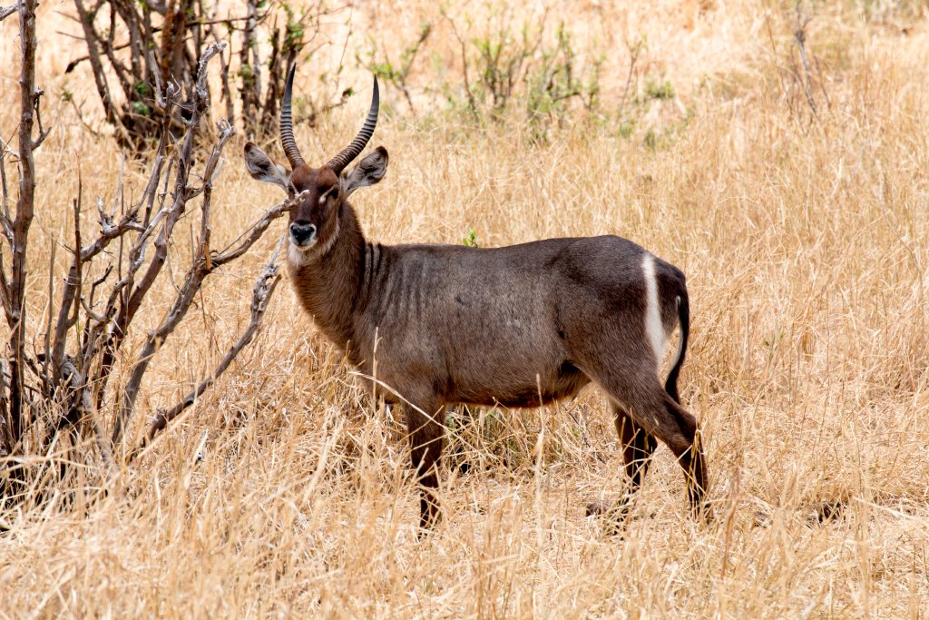 Waterbuck buck