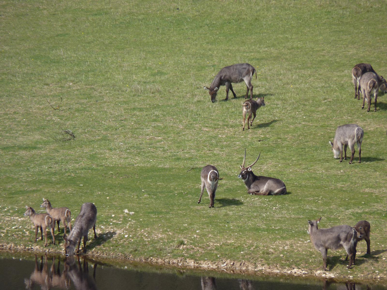 Waterbuck by the Waterhole