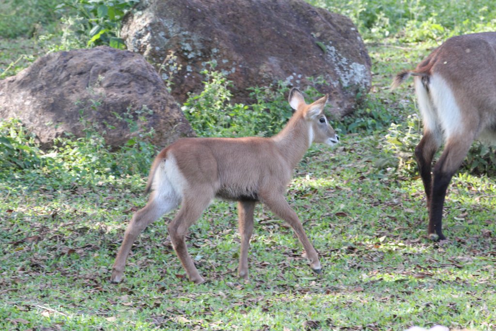 Waterbuck calf