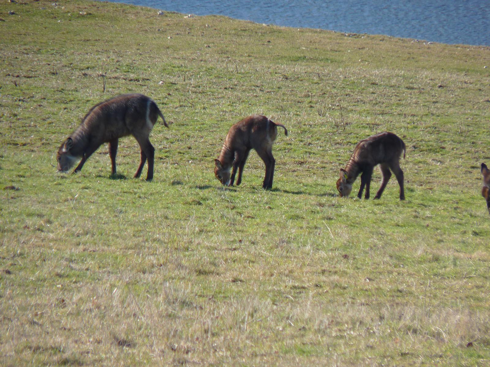 Waterbuck Calves