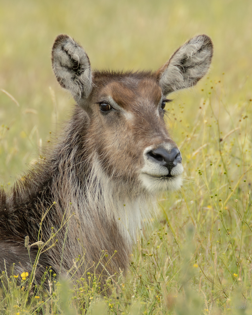 Waterbuck (Common waterbuck) : Whipsnade : 22 Jun 2025
