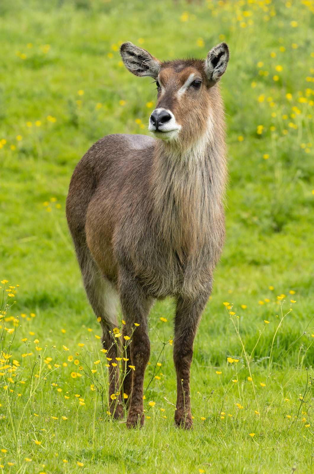 Waterbuck (Common waterbuck) : Whipsnade : 24 May 2024