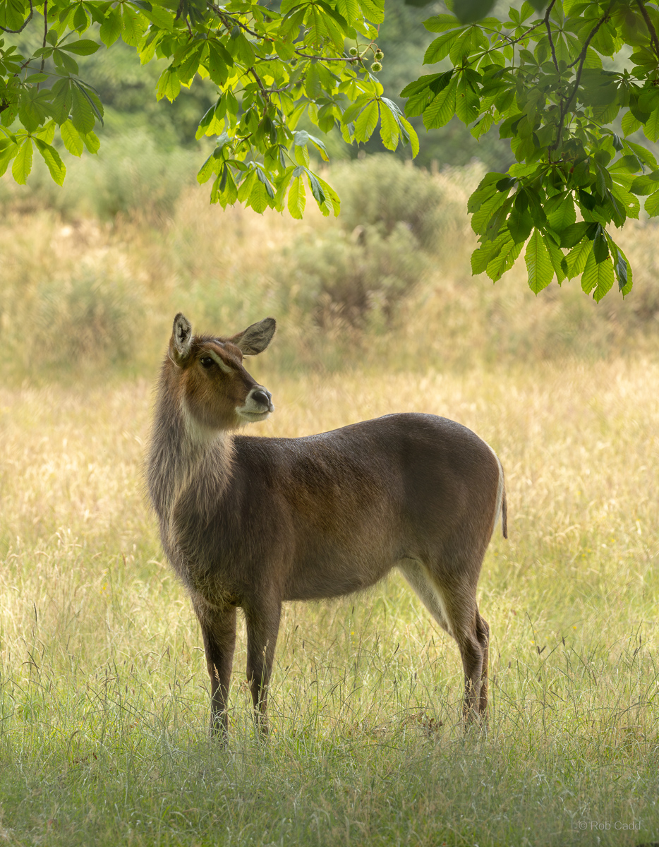 Waterbuck (Common waterbuck) : Whipsnade : 29 Jun 2025