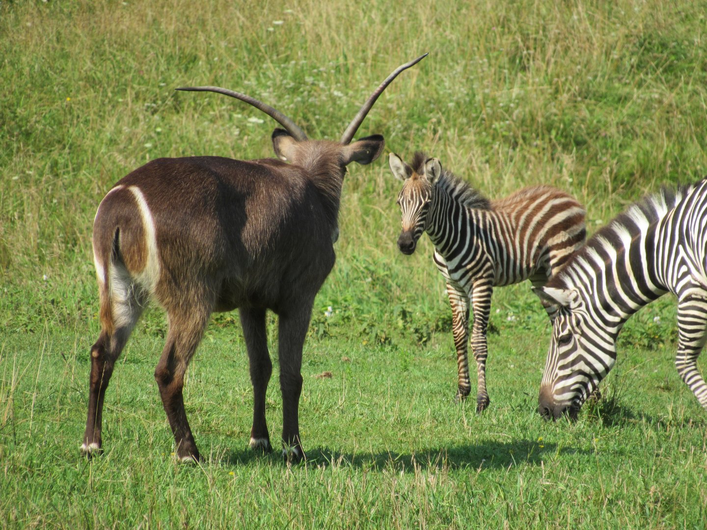 Waterbuck curious about the new baby