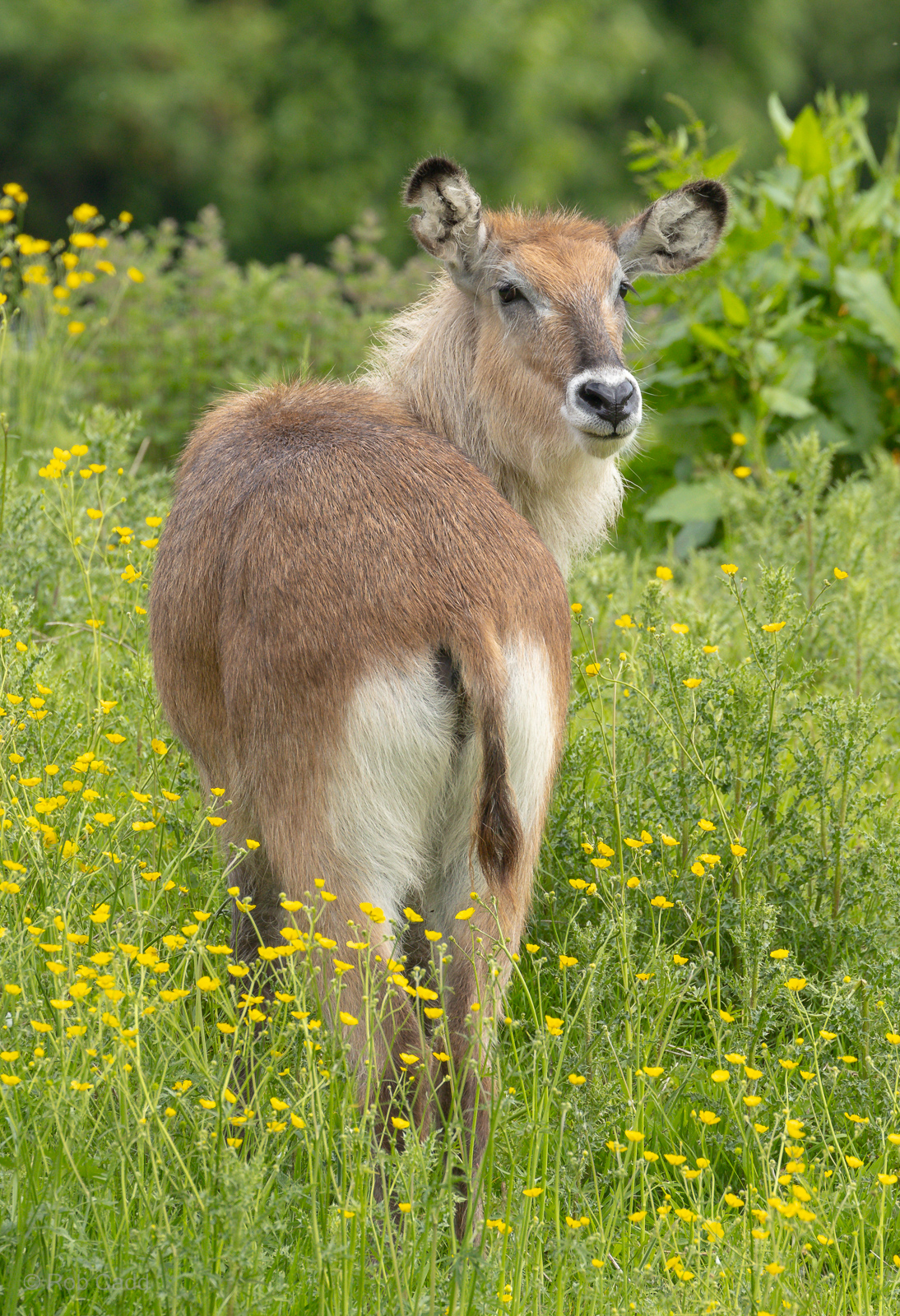 Waterbuck (Defassa waterbuck) : Whipsnade : 24 May 2024