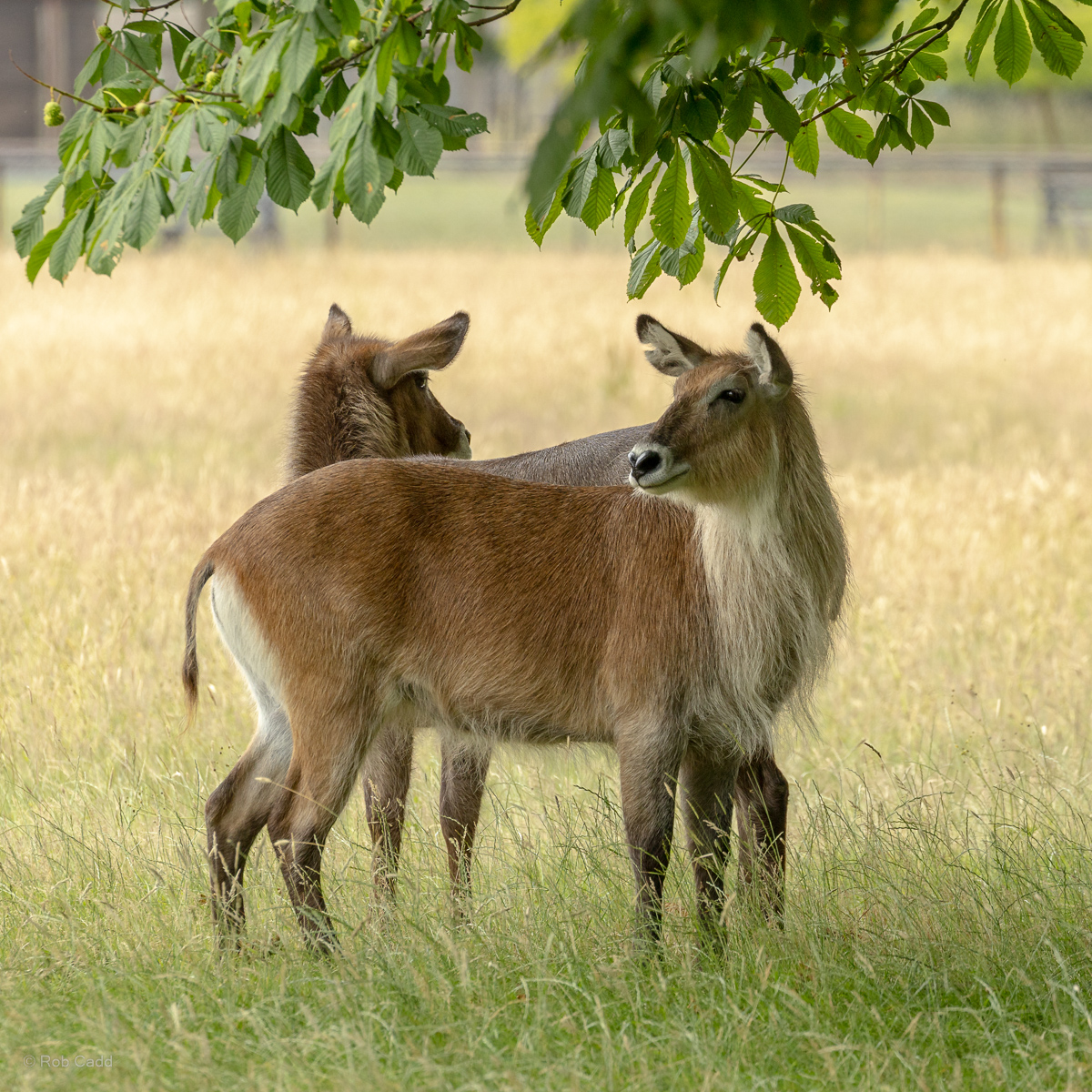 Waterbuck (Defassa waterbuck) : Whipsnade : 29 Jun 2025