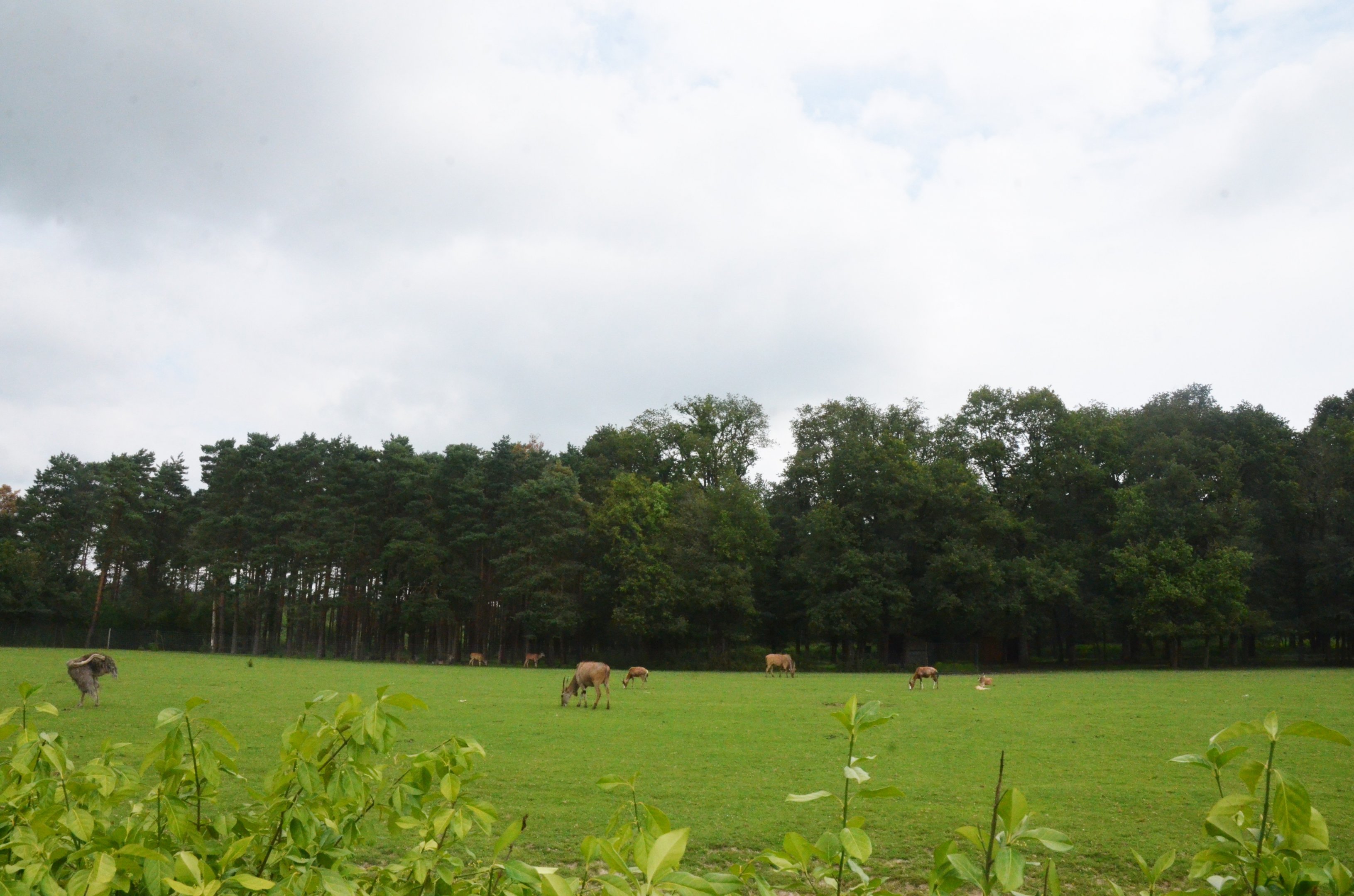 Waterbuck/Eland/Ostrich/Blesbok/Ankole Enclosure at Haute-Touche, 14/06/18