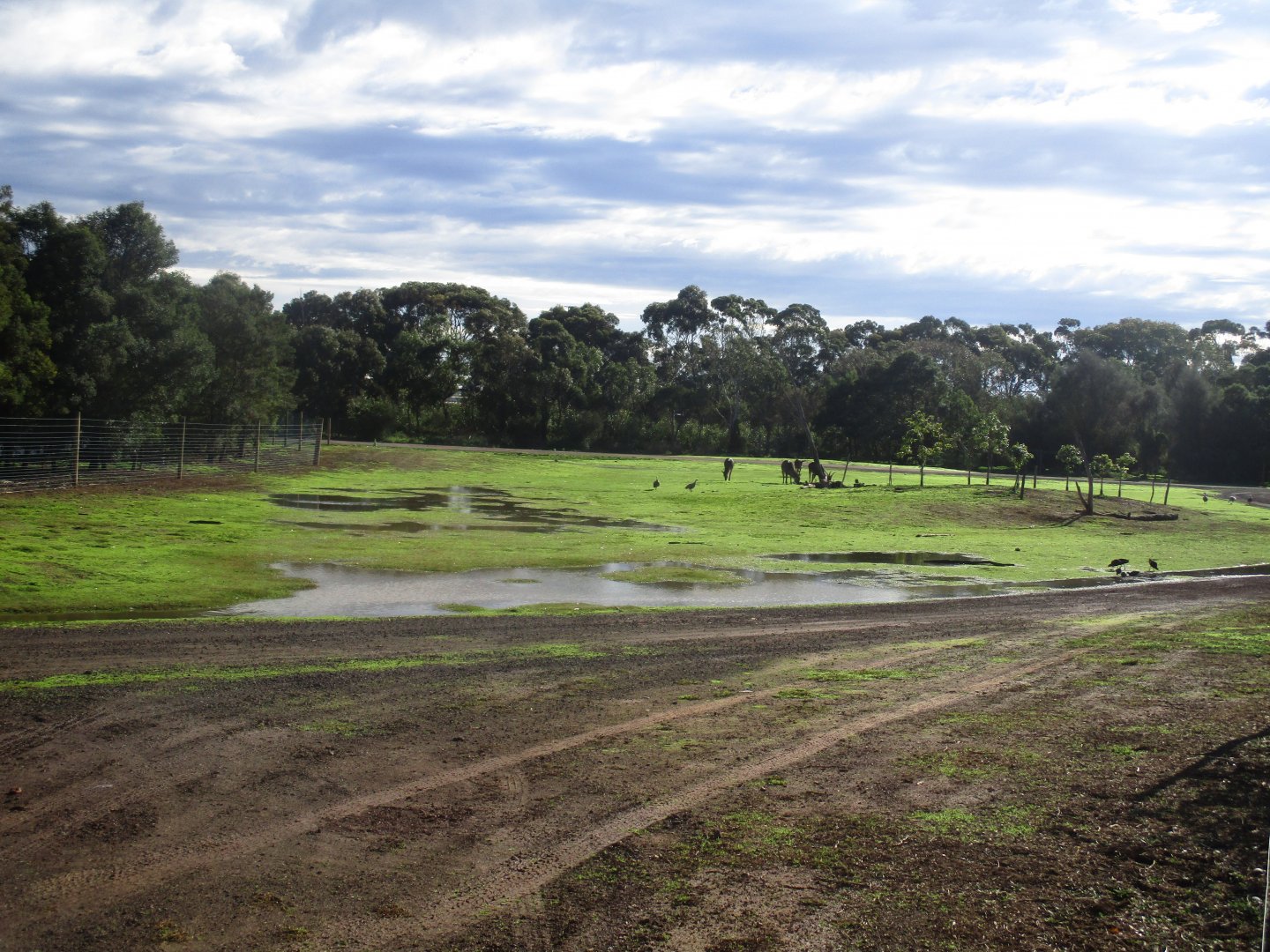 Waterbuck Enclosure - June 2016