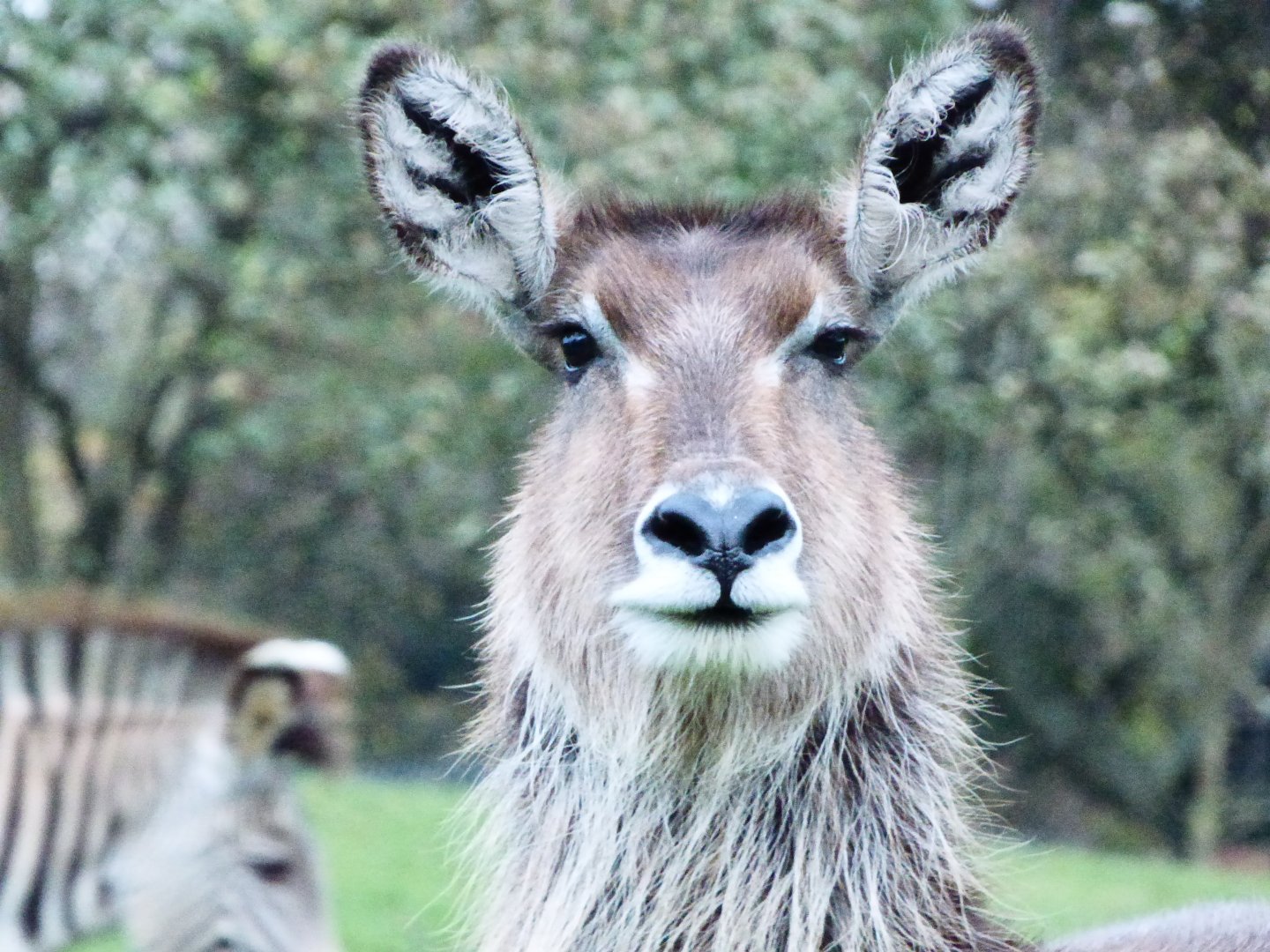 Waterbuck female