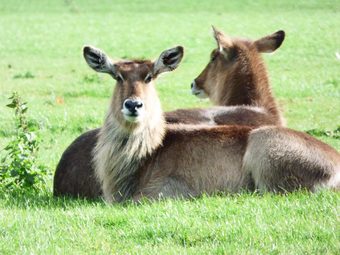 Waterbuck females