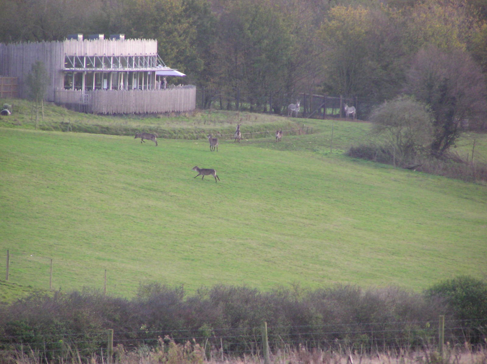 Waterbuck from Another Perspective