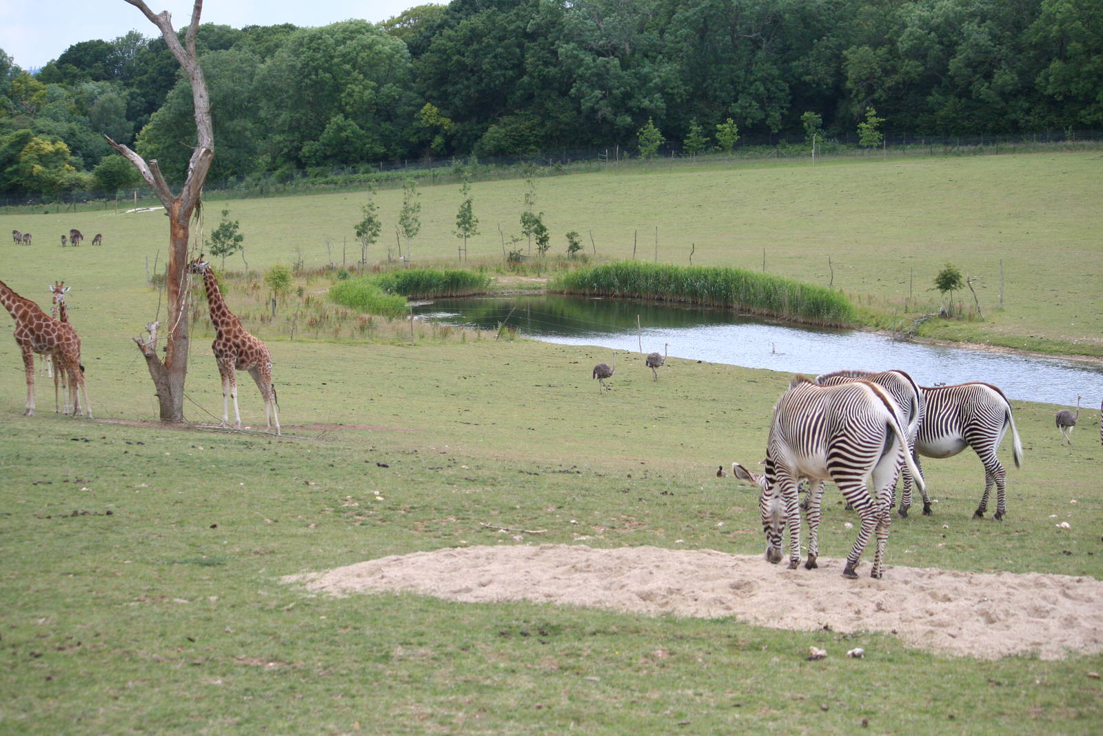 Waterbuck, Giraffe and Grevy's zebra in African paddock