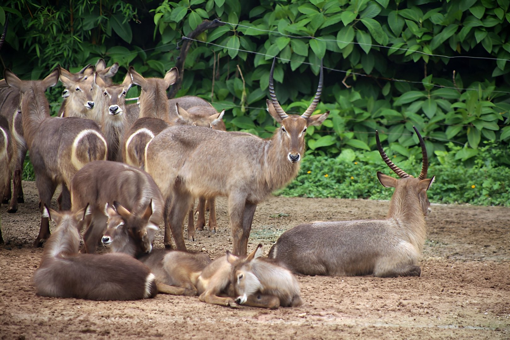 Waterbuck Herd