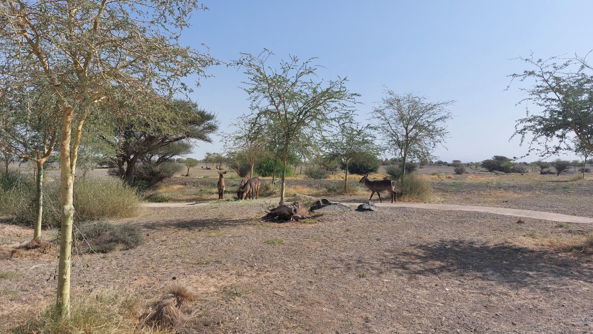Waterbuck in Savanne exhibit