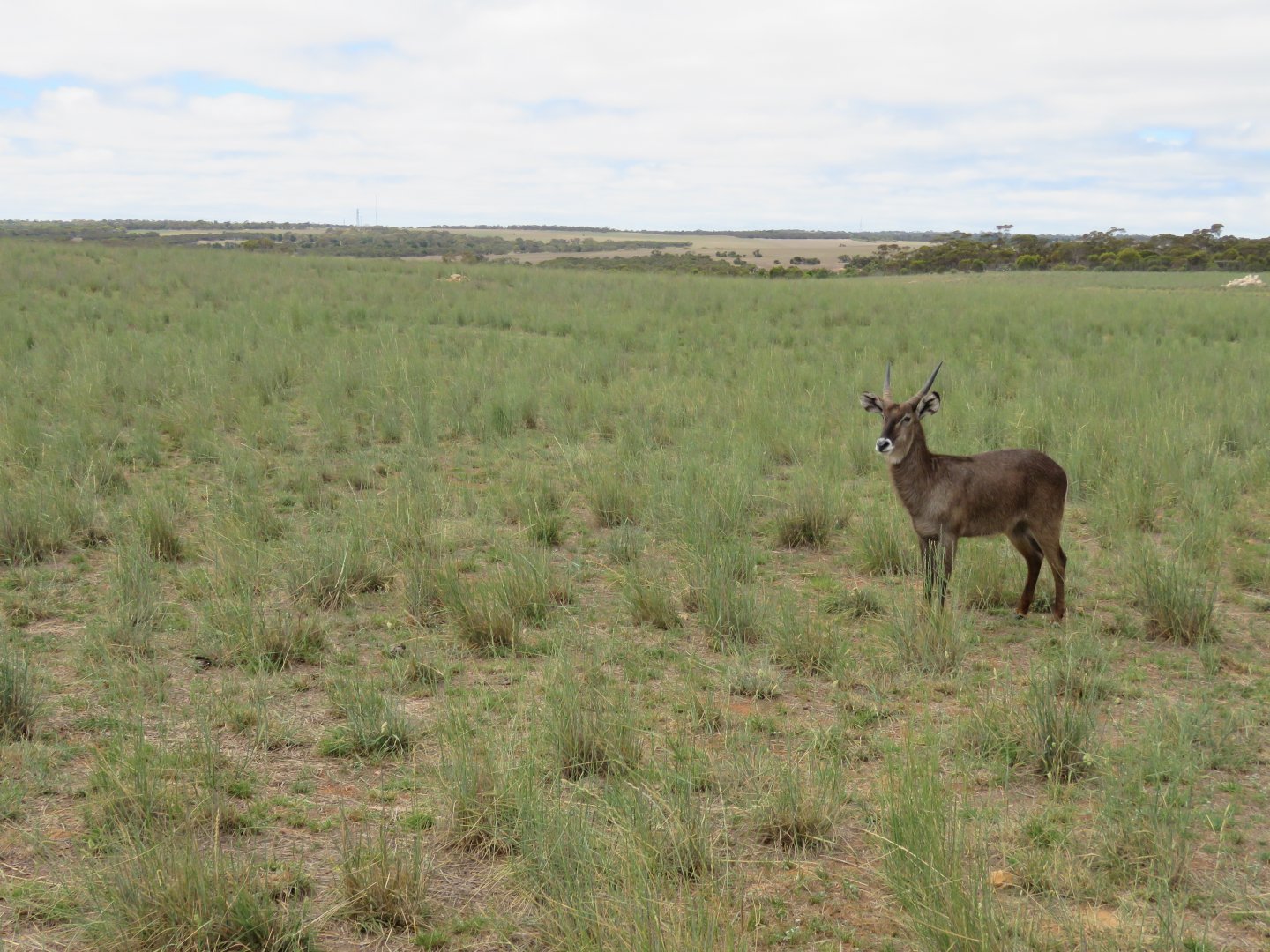 Waterbuck in Wild Africa Area