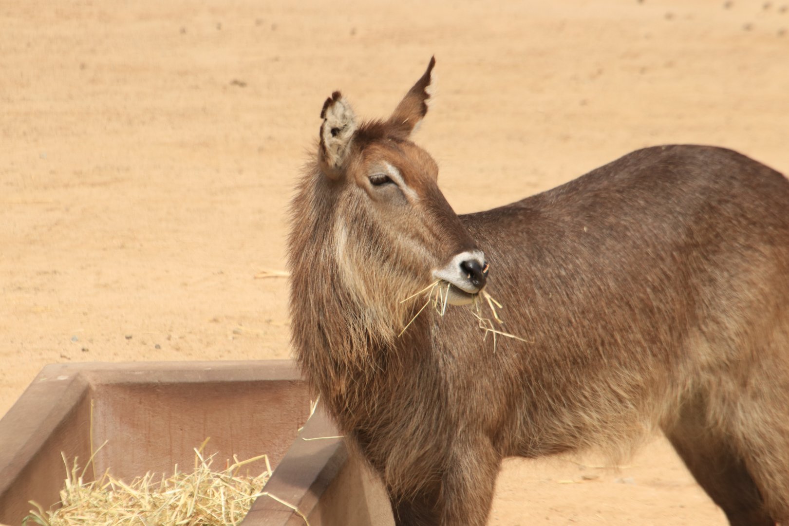 Waterbuck (June 2019)