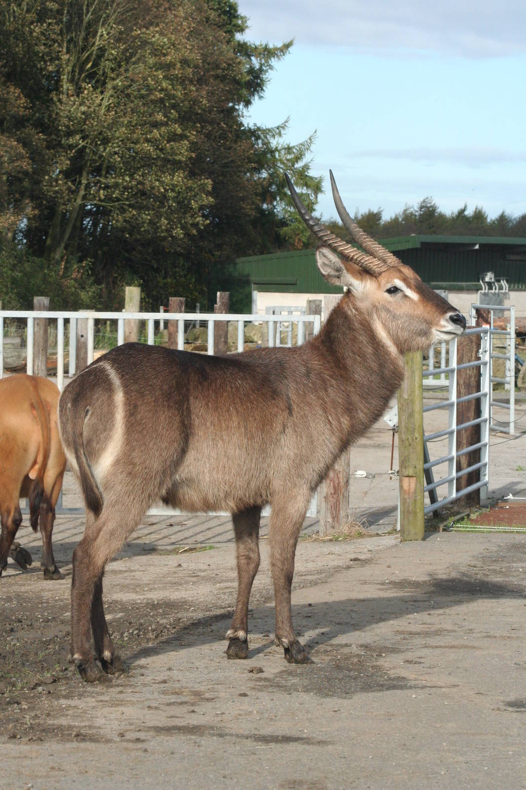 Waterbuck @ Knowsley; 25.10.2014