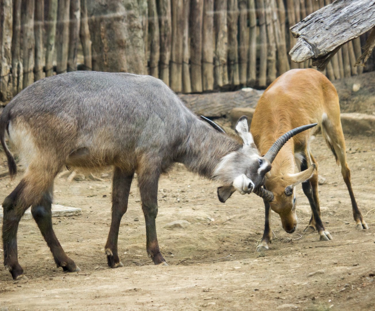 Waterbuck, Kobus ellipsiprymnus and Red lechwe, Kobus leche