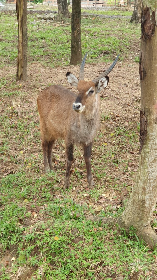 Waterbuck (Kobus ellipsiprymnus) - Solo Safari