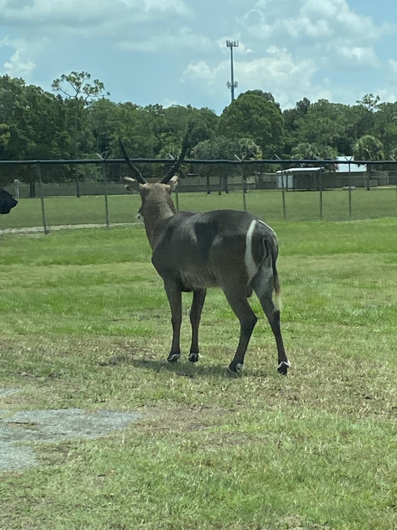 Waterbuck (Kobus ellipsiprymnus sp.)