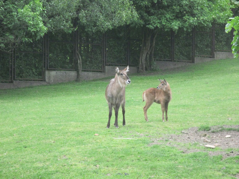 Waterbuck (Kobus ellipsiprymnus)