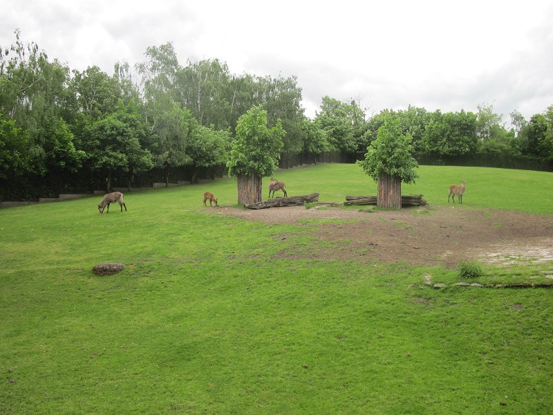Waterbuck (Kobus ellipsiprymnus)