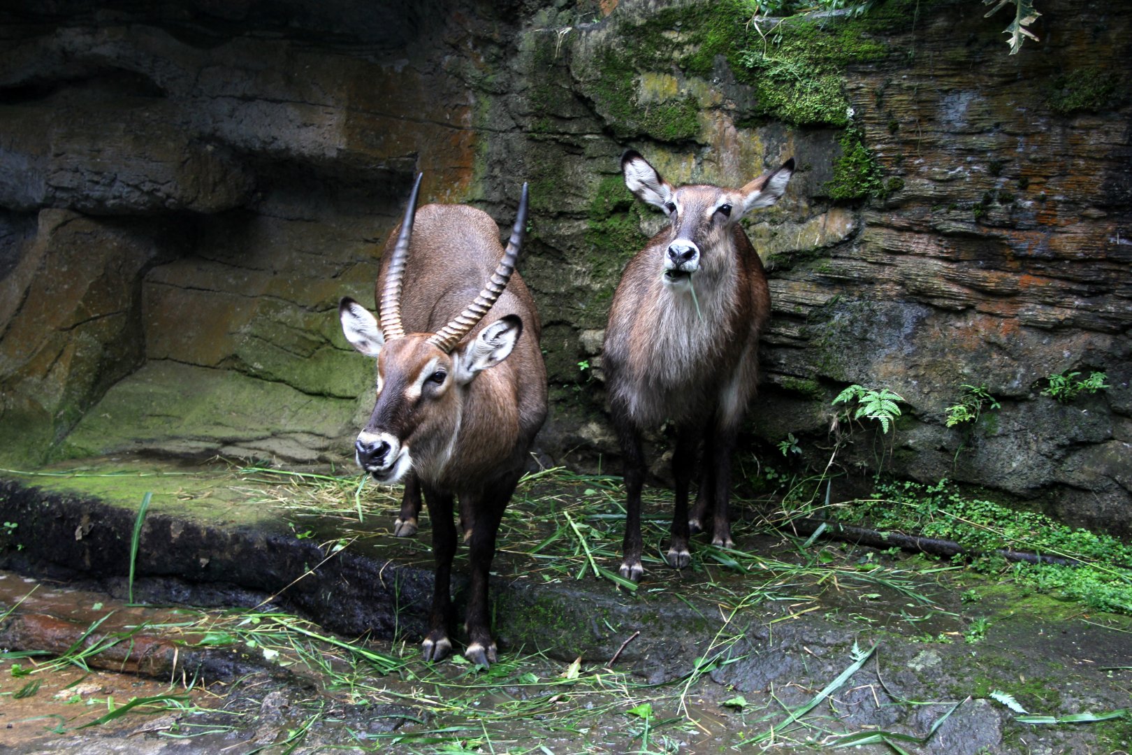waterbuck (Kobus ellipsiprymnus)