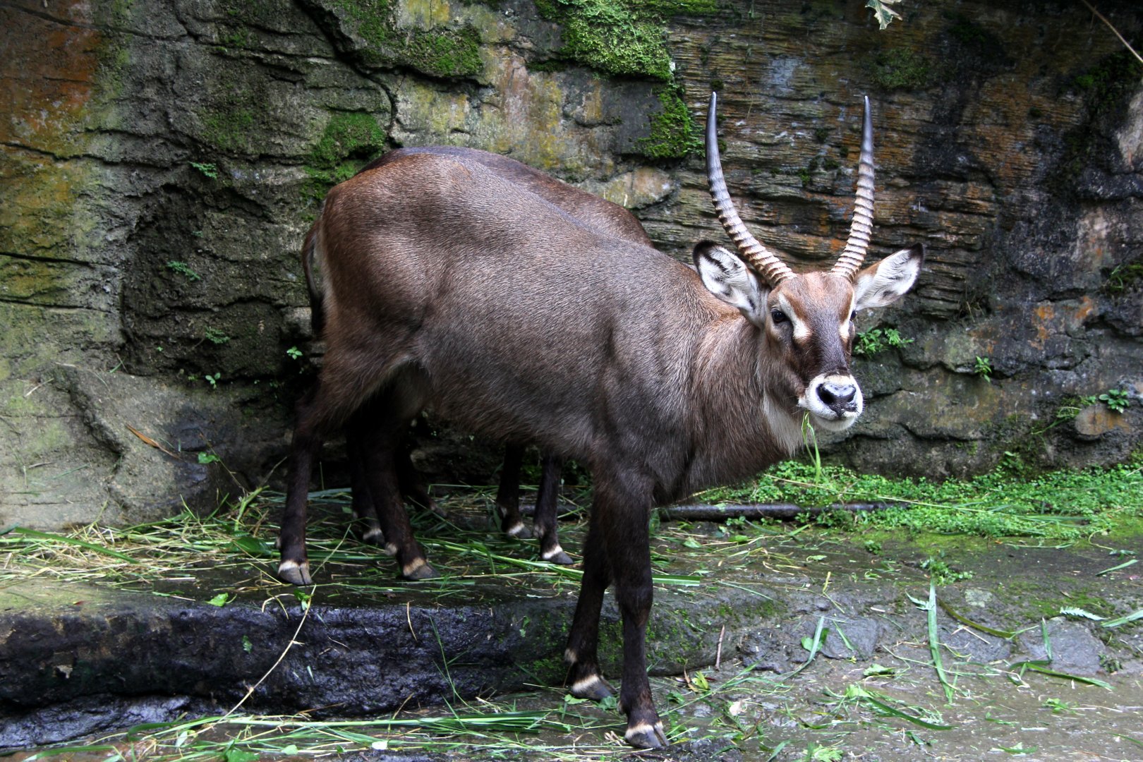 waterbuck (Kobus ellipsiprymnus)