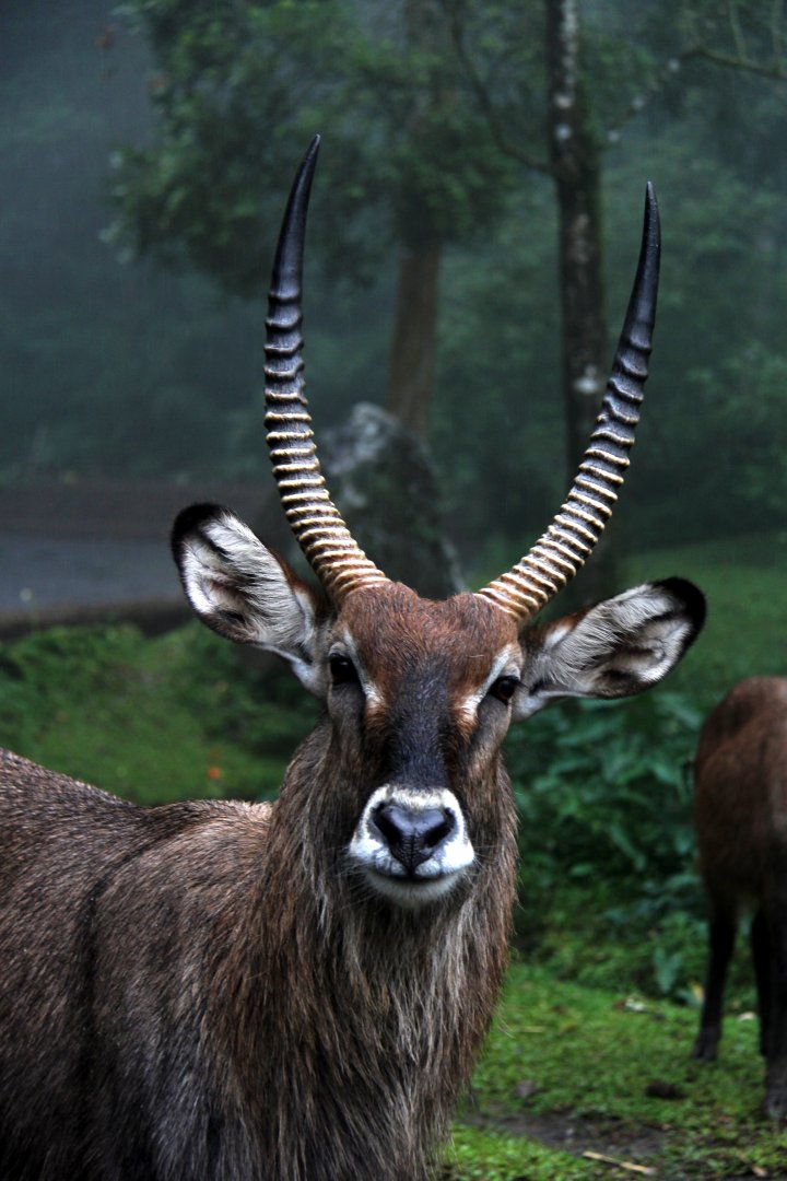 waterbuck (Kobus ellipsiprymnus)