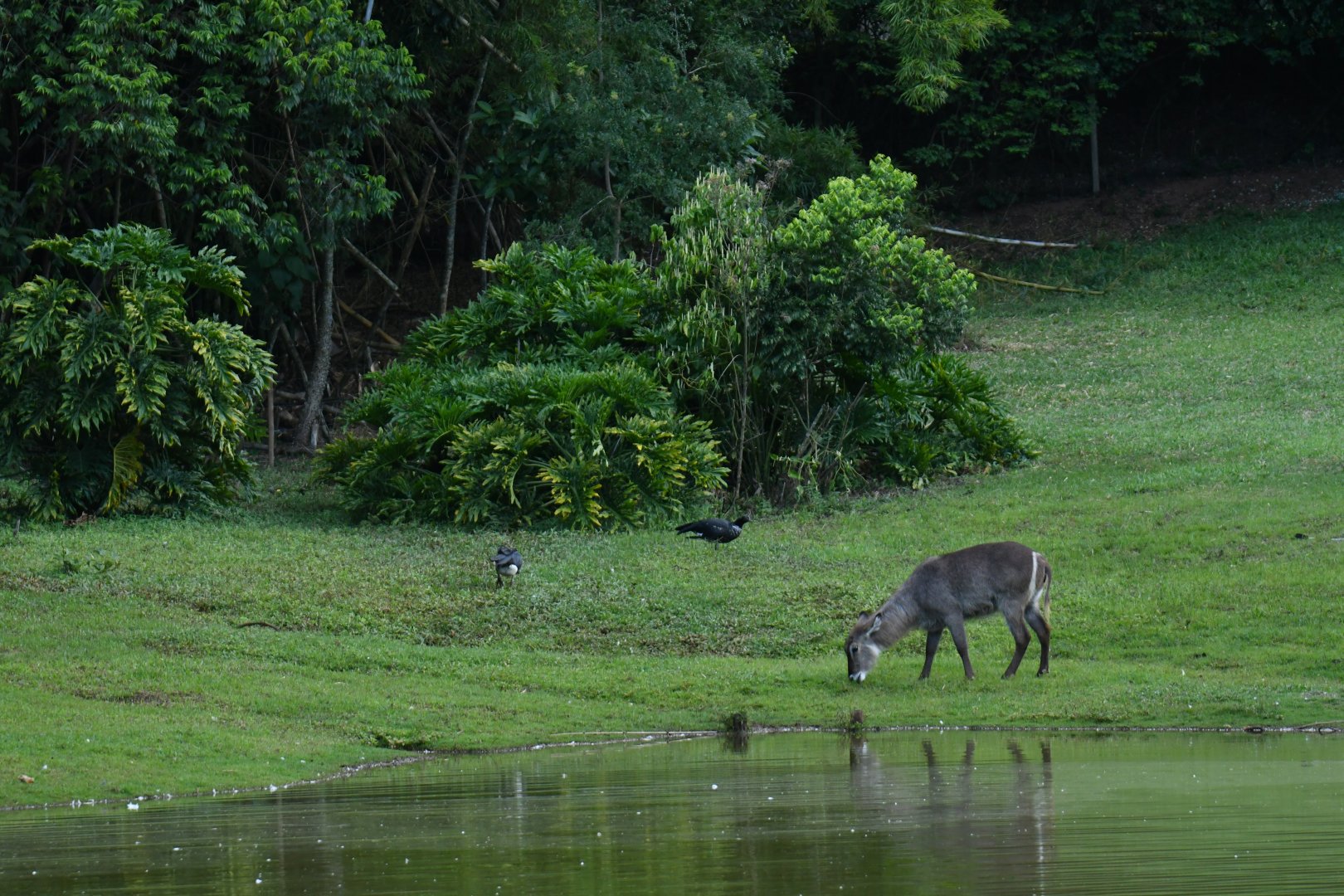 Waterbuck (Kobus ellipsiprymnus)