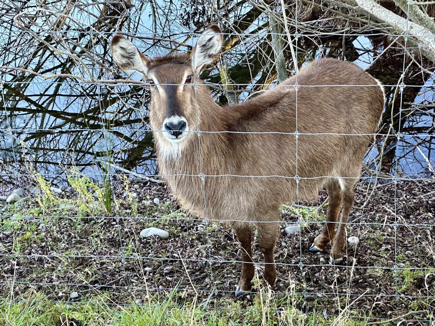 Waterbuck (Kobus ellipsiprymnus)