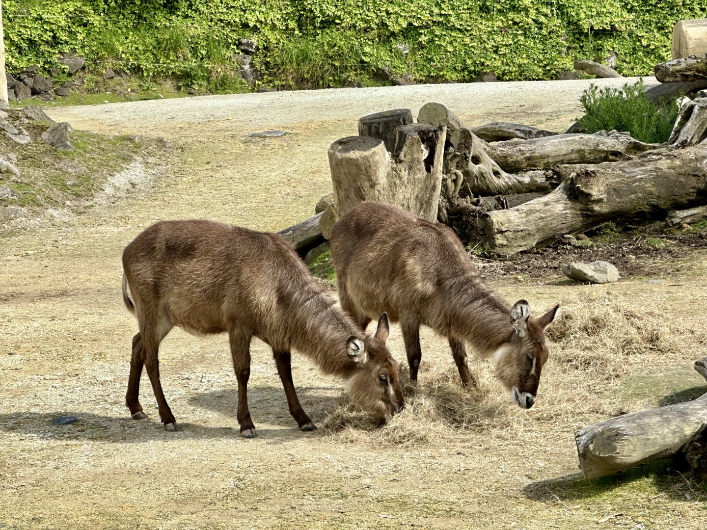 Waterbuck (Kobus ellipsiprymnus)