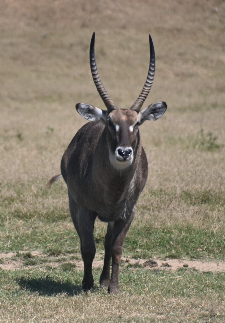 Waterbuck (kobus ellipsiprymnus)