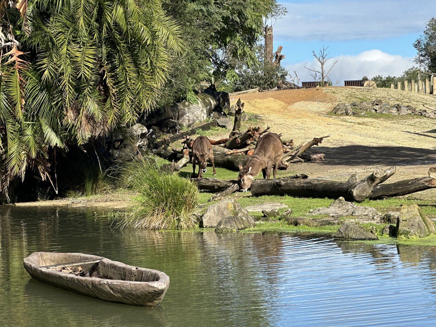 Waterbuck (Kobus ellipsiprymnus)