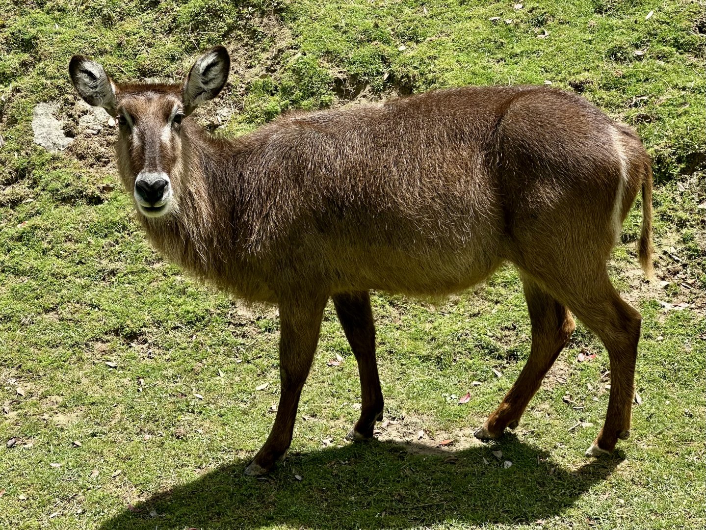 Waterbuck (Kobus ellipsiprymnus)