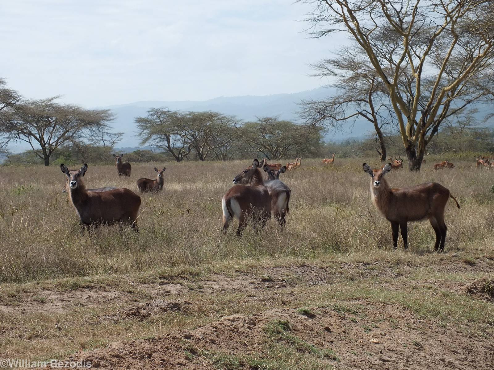 Waterbuck - Lake Nakuru