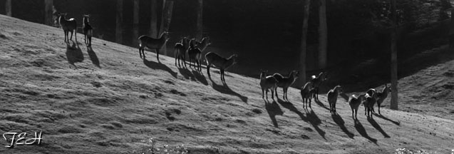 waterbuck lineup