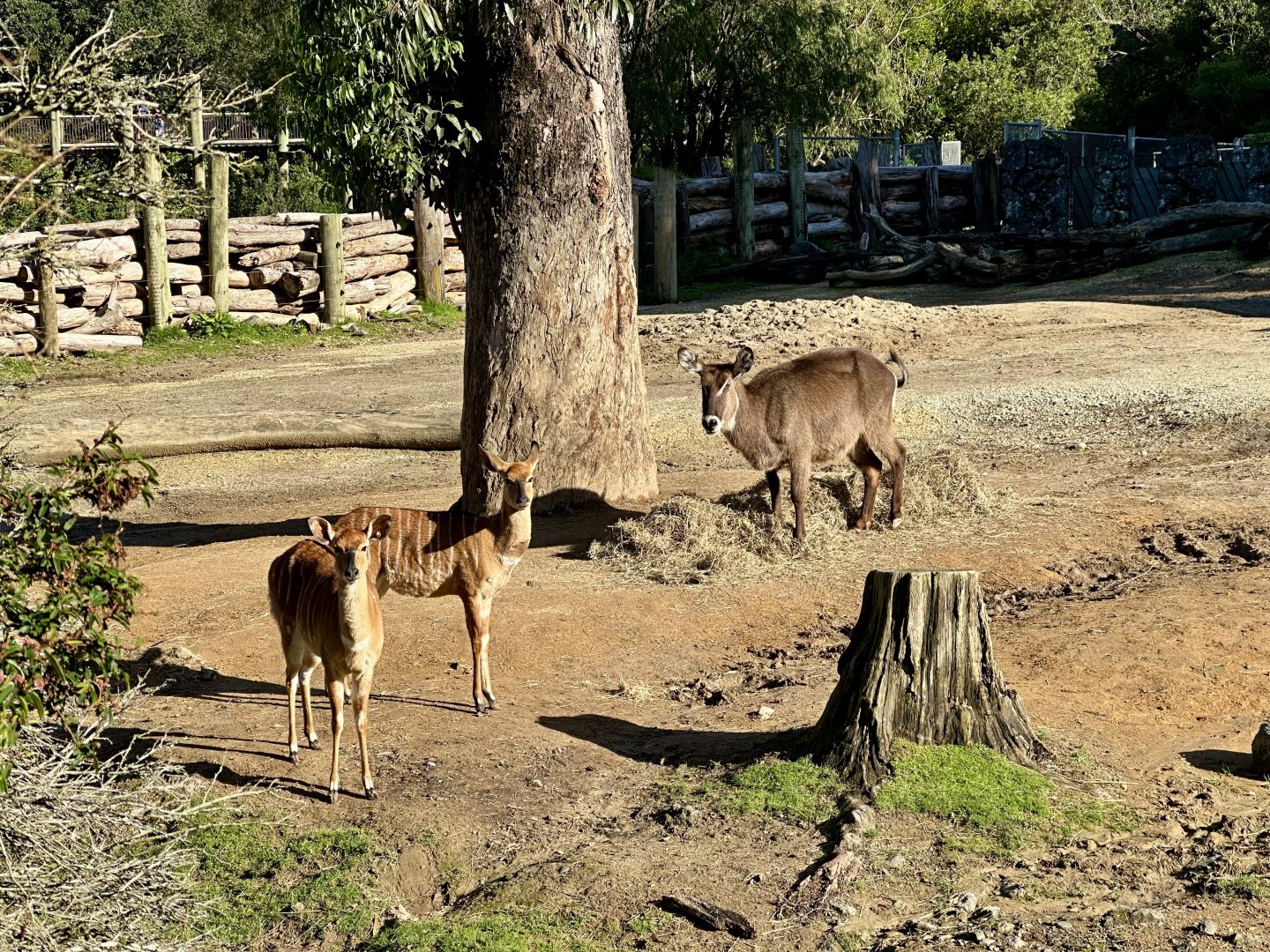 Waterbuck/Lowland Nyala