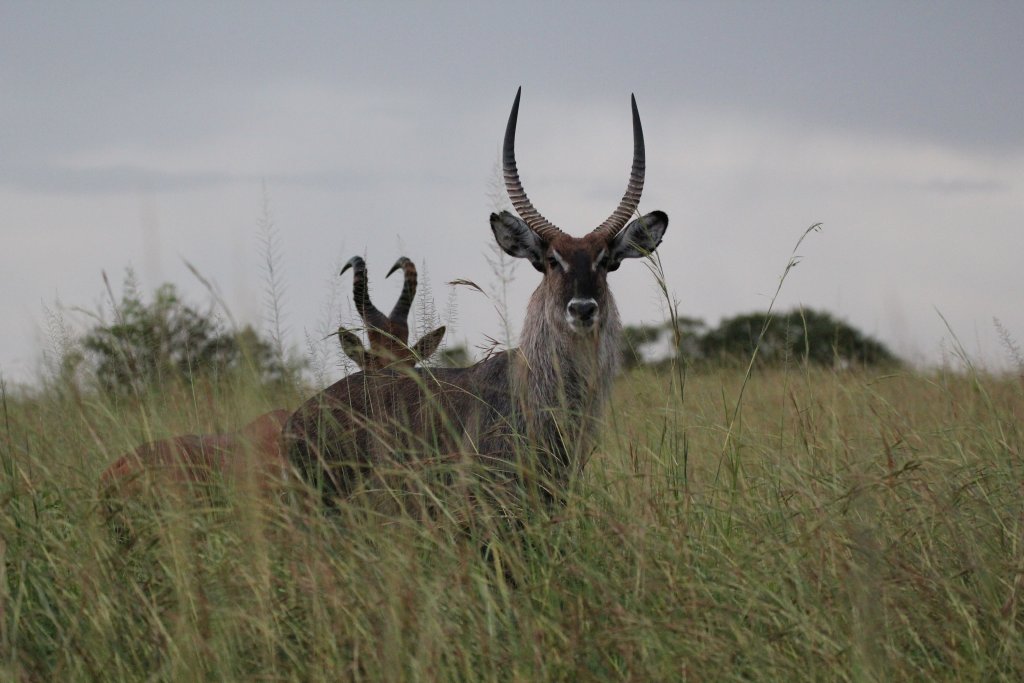 Waterbuck male