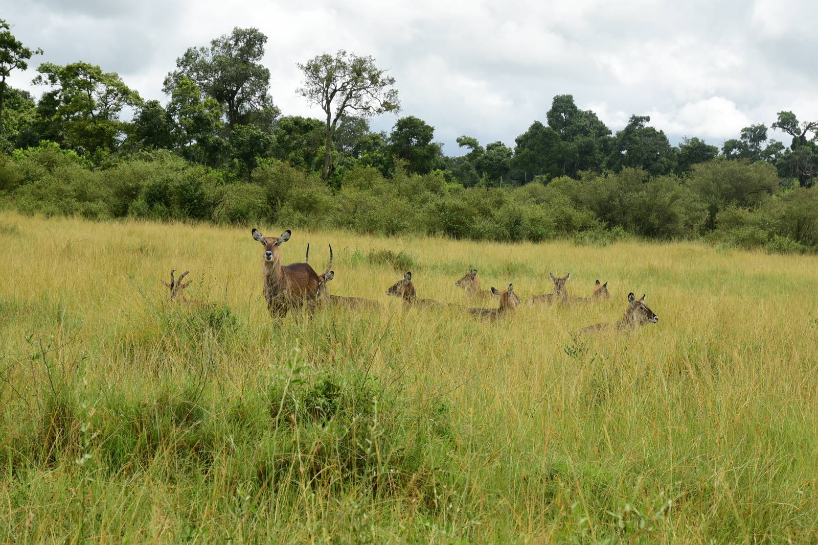 Waterbuck - Masai Mara