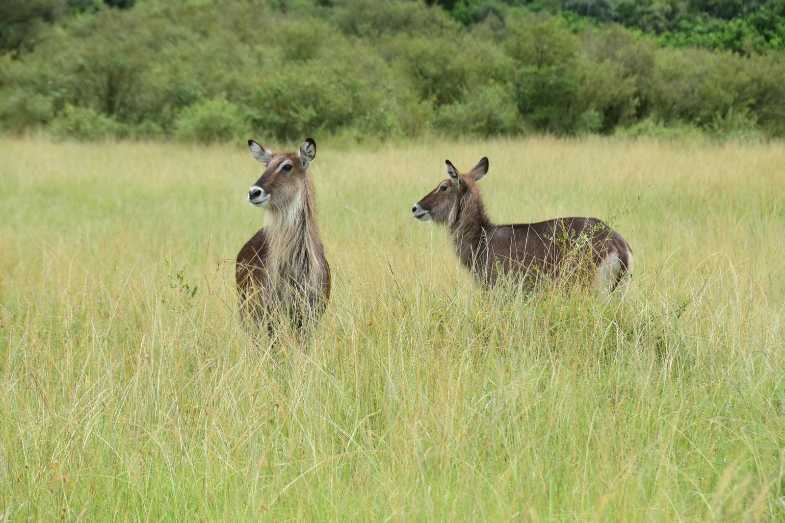 Waterbuck - Masai Mara