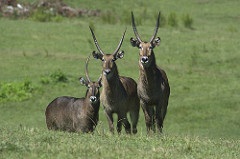Waterbuck on 37 acre African Plains