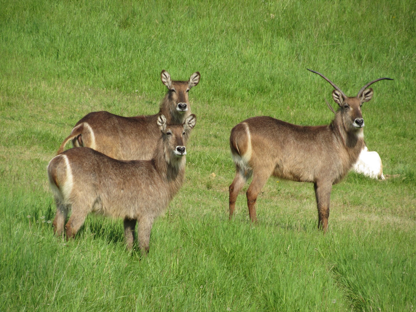 Waterbuck on the Savanna - 5/23/23