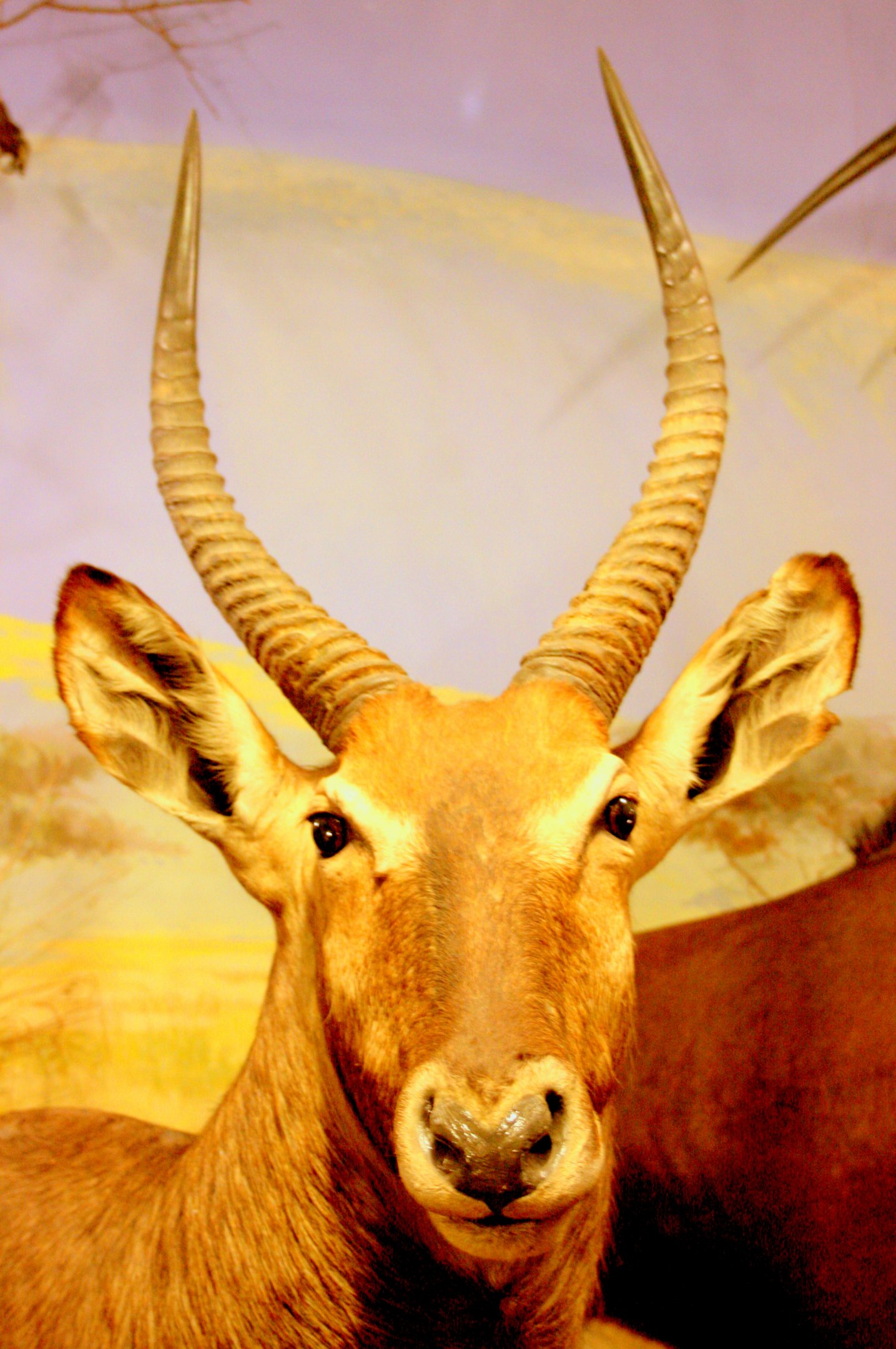 Waterbuck; Powell-Cotton Museum; 11th June 2017