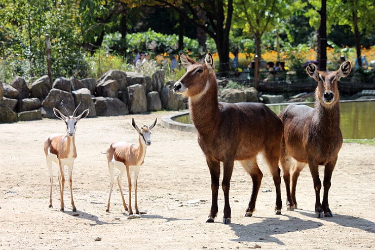 waterbuck , springbok