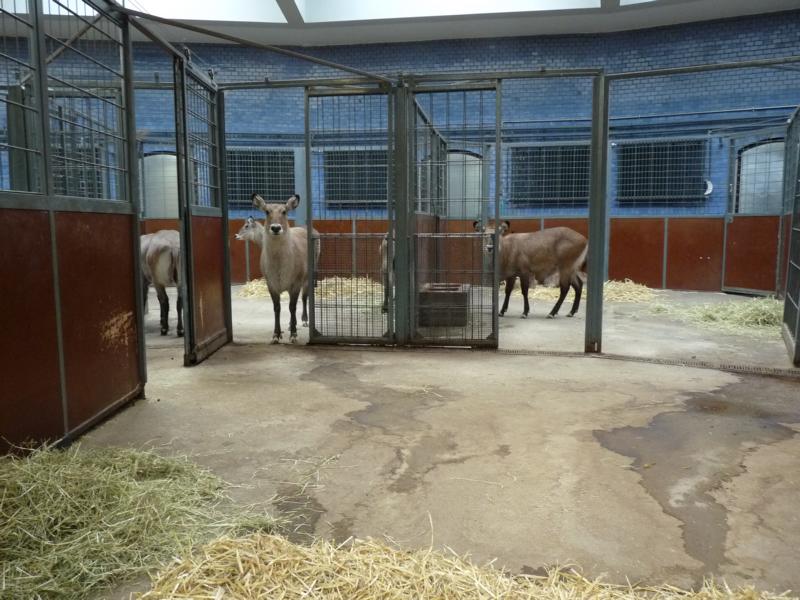 Waterbuck Stable