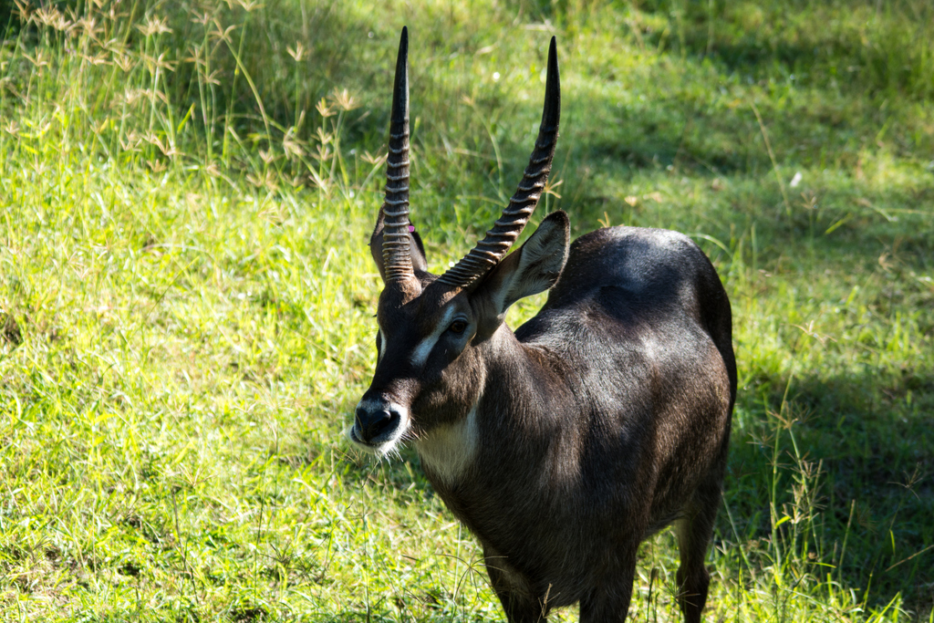 Waterbuck - Taronga Western Plains Zoo visit April 2014
