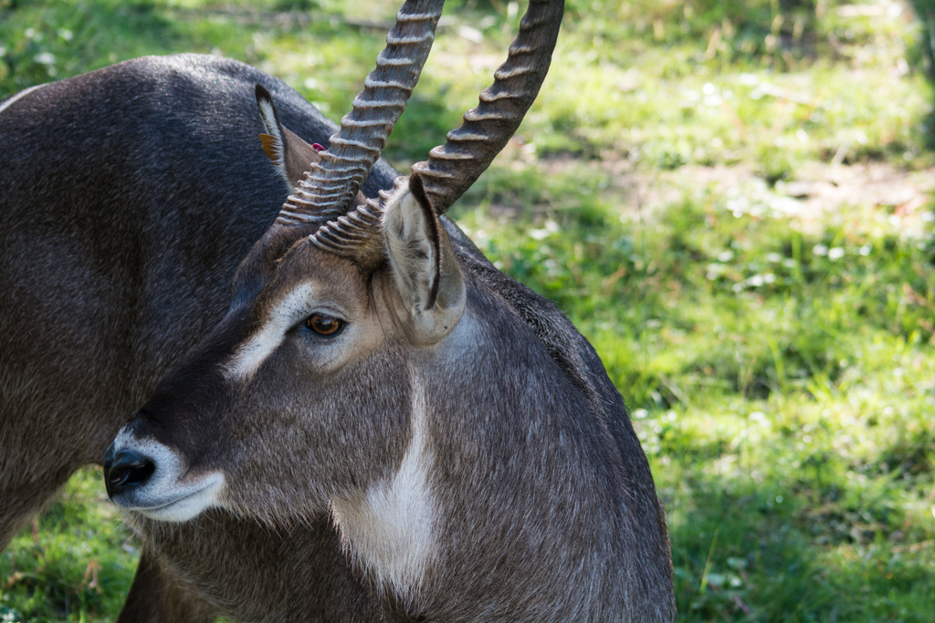 Waterbuck - Taronga Western Plains Zoo visit April 2014