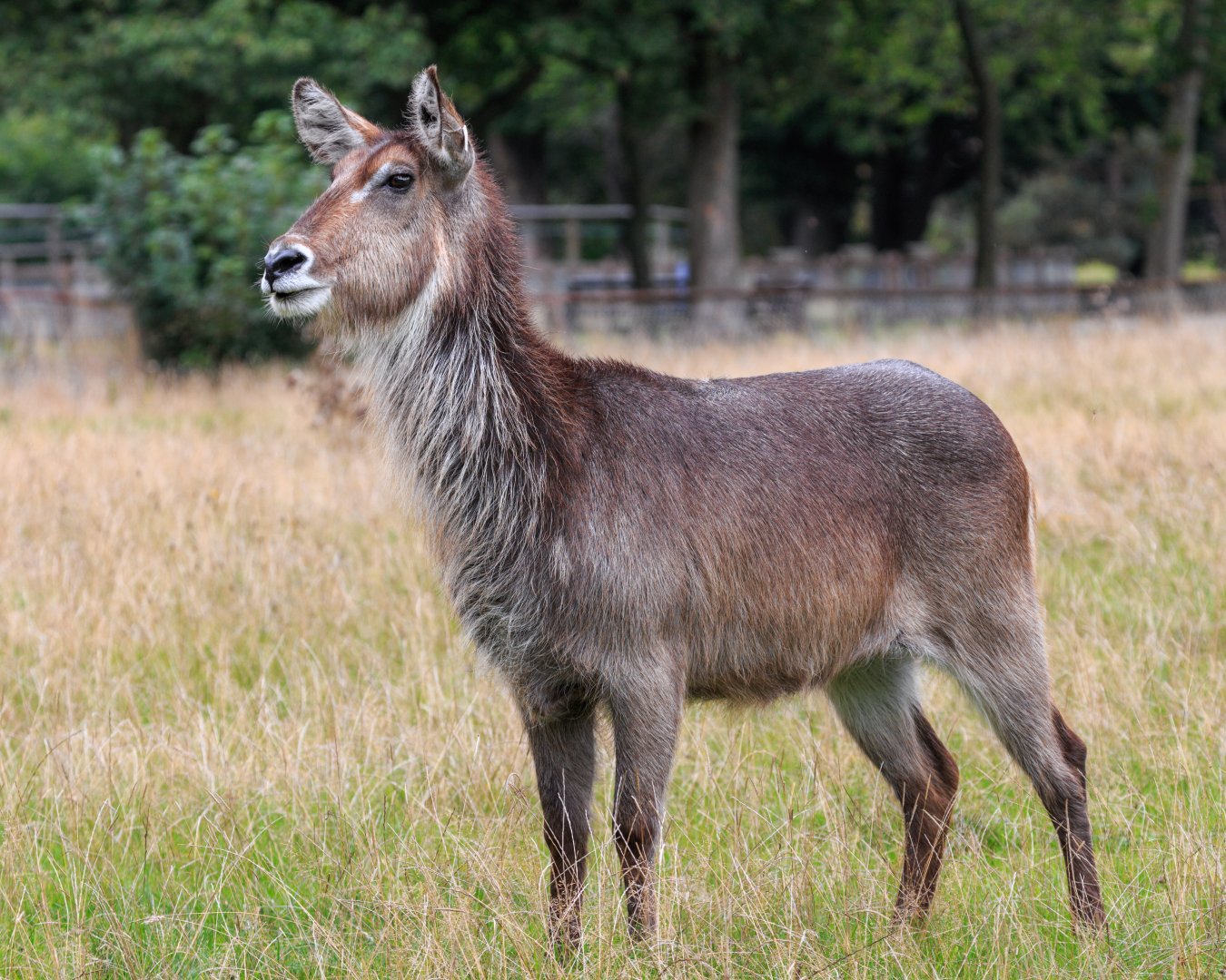 Waterbuck  / Whipsnade / 17-9-21