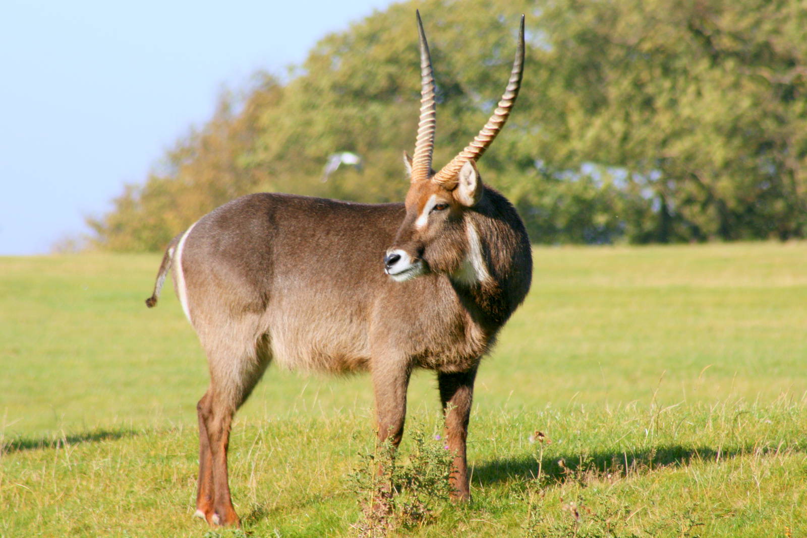 Waterbuck; Whipsnade; 22nd October 2011